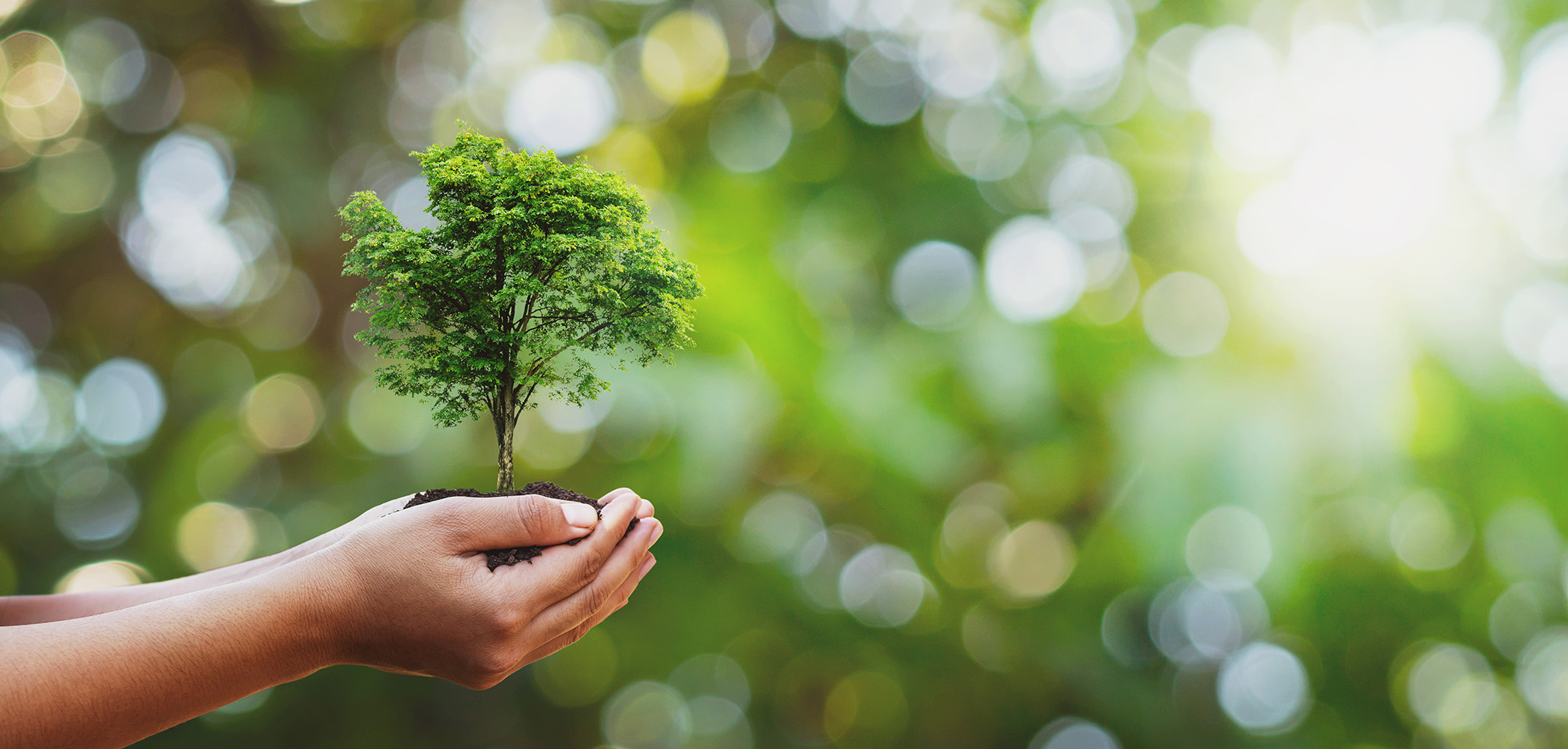 Eco friendly zeleno stablo u rukama